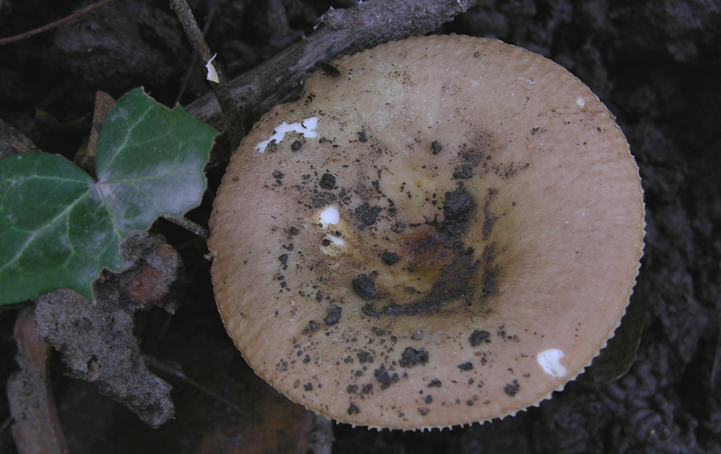 Russula da determinare n�2.